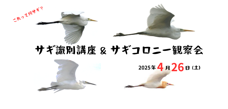 新HP日本野鳥の会愛知県支部-The Aichi Branch of Wild Bird